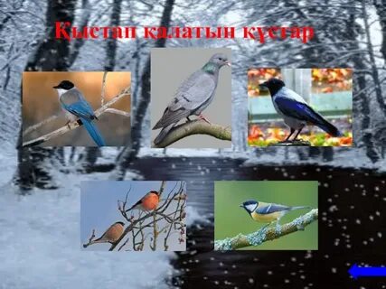 Үлкен кеудесі бар bbw фотосы