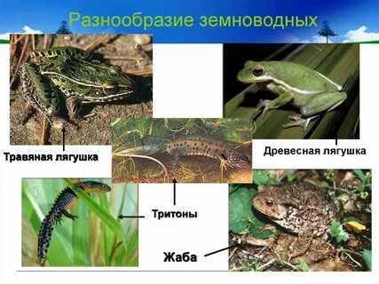 Приведите три примера животных