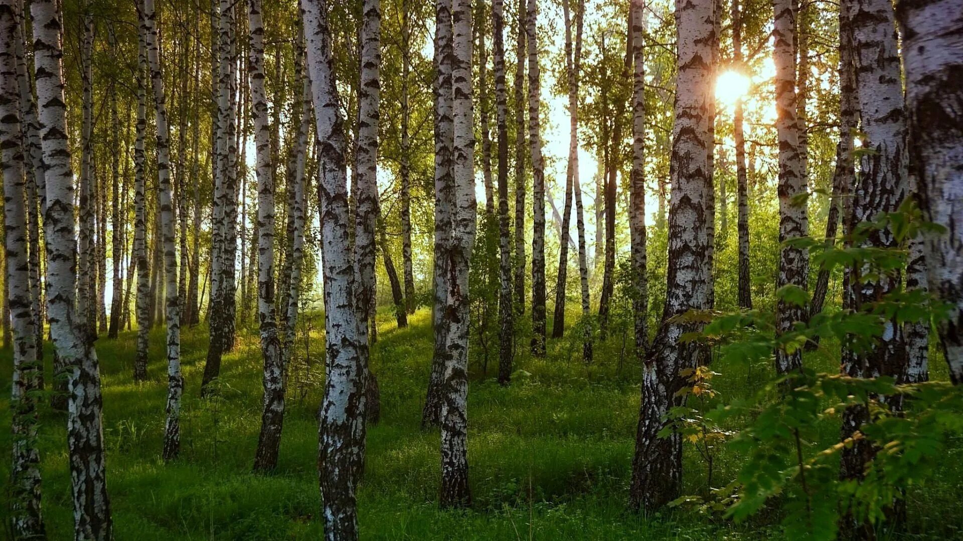 Красивые березовый лес. Березово Сосновый лес. Березово еловый лес. Осиноберезовые леса Омской области. Елово березовый лес Петеневские Ельники.