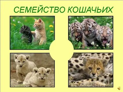 Животные отряд кошачьи