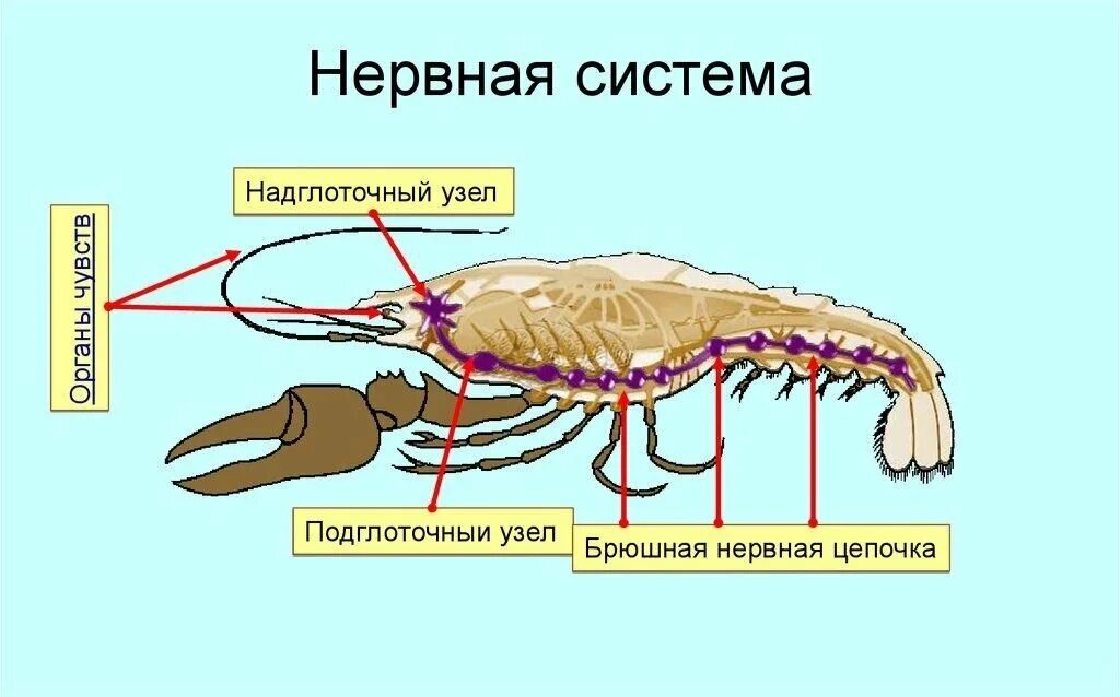 Брюшная нервная цепочка у членистоногих. Органы нервной системы ракообразных. Нервная система членистоногих ракообразные. Тип нервной системы ракообразных схема. Речной рак состоит из