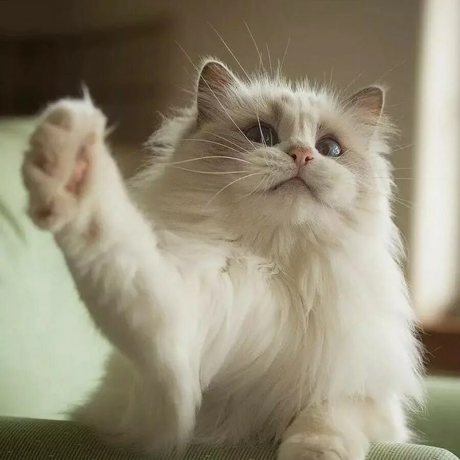 кошка машет лапкой. милые кошечки. лапками махает. лапками махает. милые кошки.