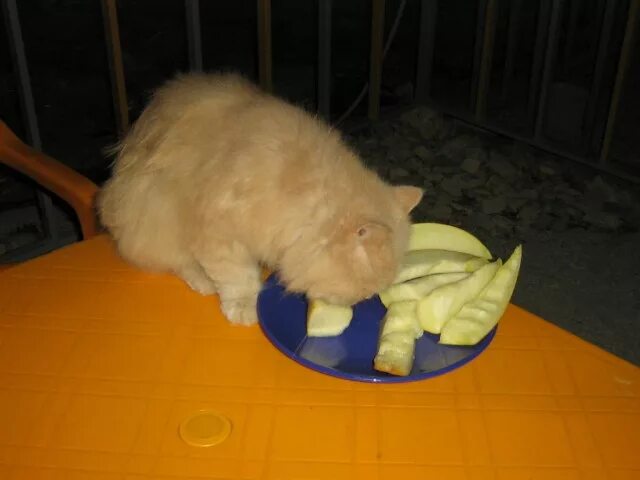 Люблю дыню. Кот ест дыню. Коты едят дыню. Фото кот ест дыню. Какие животные любят дыни.