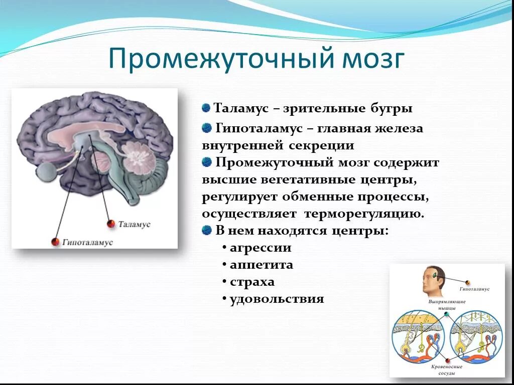 Строение отдела промежуточного мозга. Отделы промежуточного мозга функции отделов. Структуры отделов и функции промежуточного мозга. Отделы головного мозга промежуточный мозг.