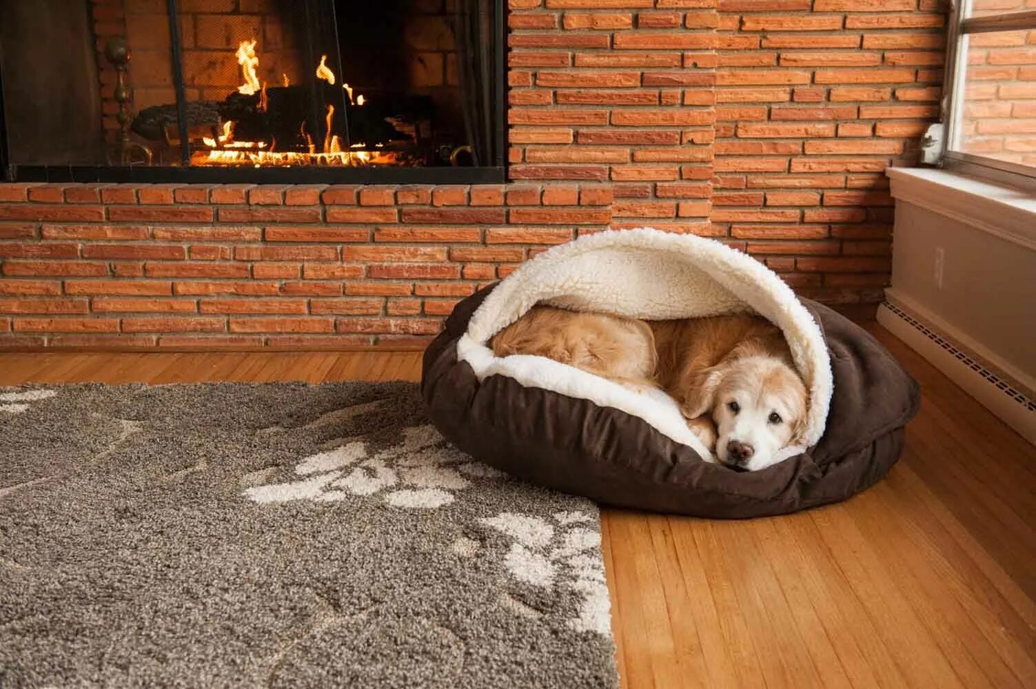 Bedroom dog. Лежак для собак cozy Dog Cave. Лежак Luxury cozy Dog. Pet Bed лежанка для собак. Cozy Bed лежанка.