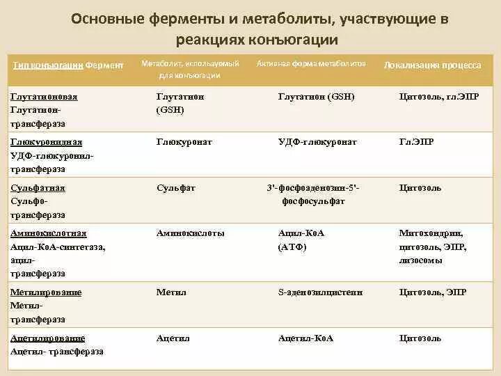 Заполните таблицу ферменты. Реакции конъюгации катализируют ферменты класса. общая характеристика ферментов.