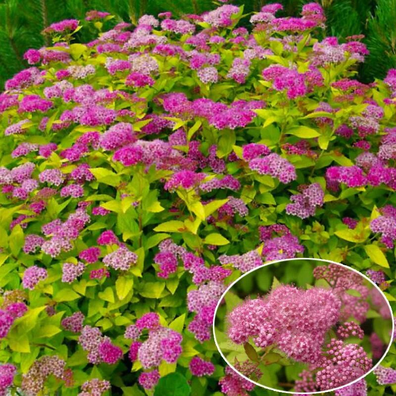 спирея японская `литтл принцесс`, spiraea japonica `little princess`. спирея японская golden princess голден принцесс. спирея японская little spiraea japonica. спирея густоцветная. спирея голден принцесс.