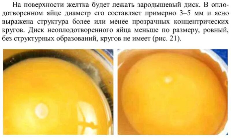 Как оплодотворяют яйца куры. Оплодотворенное яйцо и неоплодотворенное яйцо. Оплодотворенное куриное яйцо. Оплодотворенное яйцо курицы. Бластодиск оплодотворенного яйца.