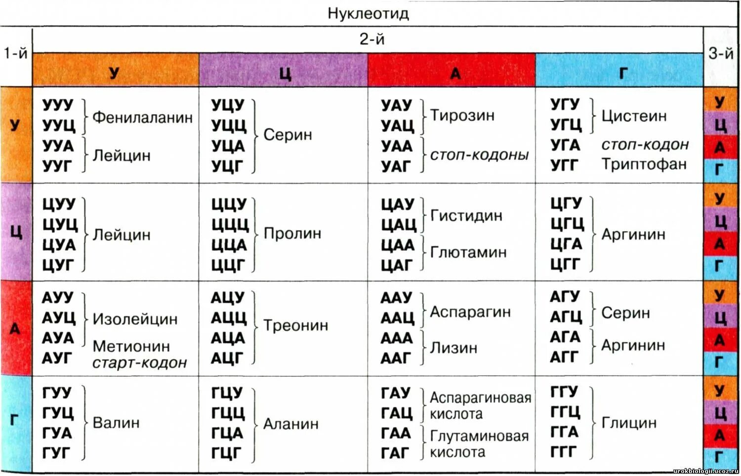 Генетический код триплет нуклеотидов. Таблица генетический код биология ИРНК. Таблица генетического кода ДНК И РНК. Таблица триплетов генетического кода ДНК. Генетический код триплет и РНК таблица.