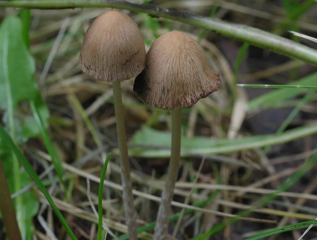 Панеолус навозный. Панэолус (panaeolus). Панеолус колокольчатый гриб. Панеолус. Панеолус мотыльковый.