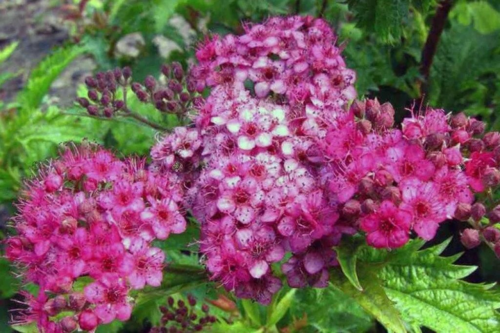 Спирея декоративные кустарники фото. Спирея Криспа. Spiraea japonica crispa. Кустарник спирея. Спирея городчатая.