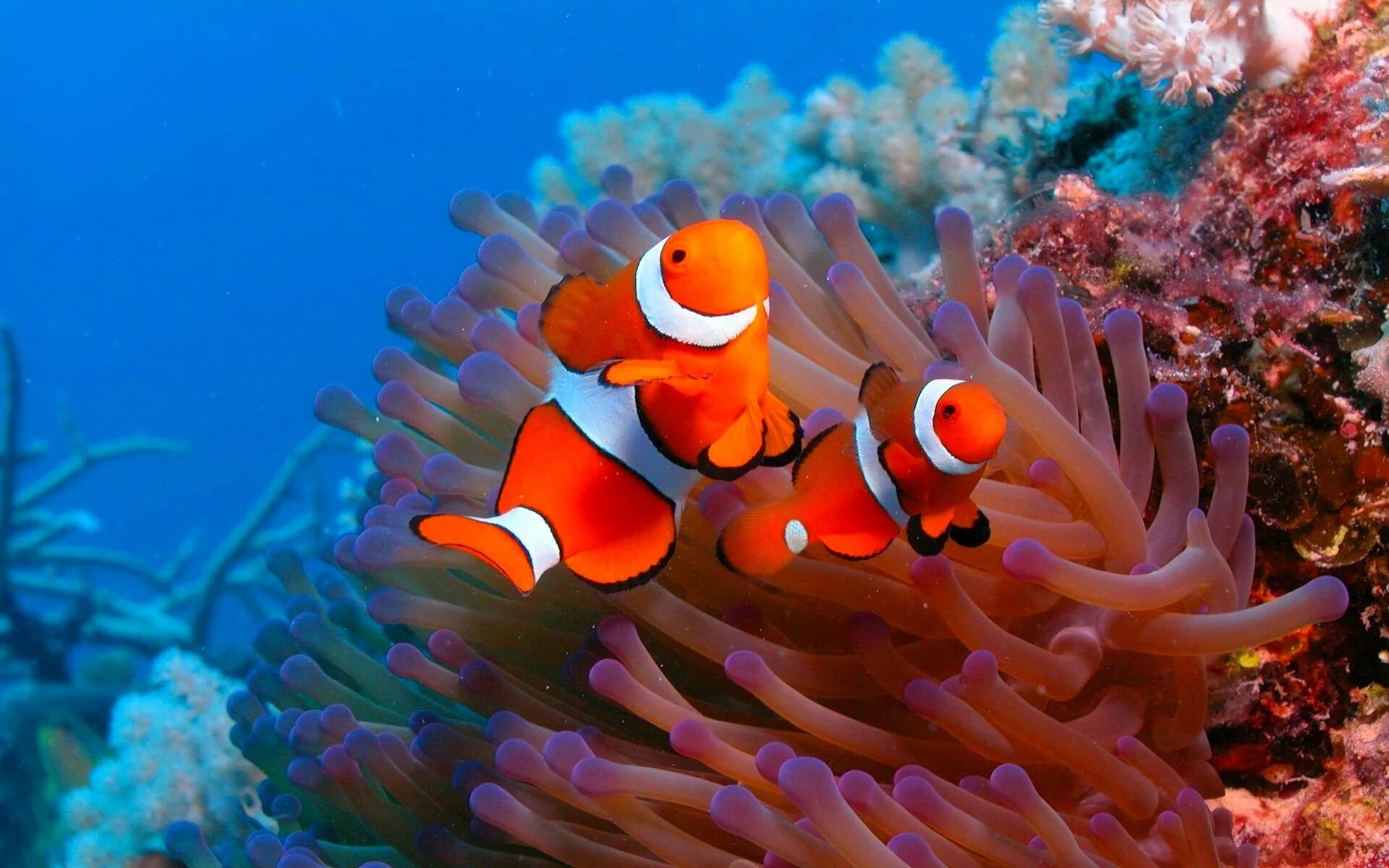 Много морских животных