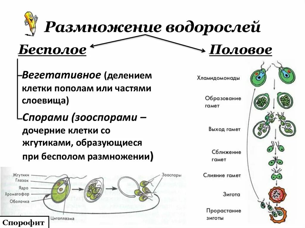 Схема размножения одноклеточных водорослей. Схема размножения водорослей 6 класс биология. Бесполое размножение водорослей схема. Размножение одноклеточных зеленых водорослей схема.