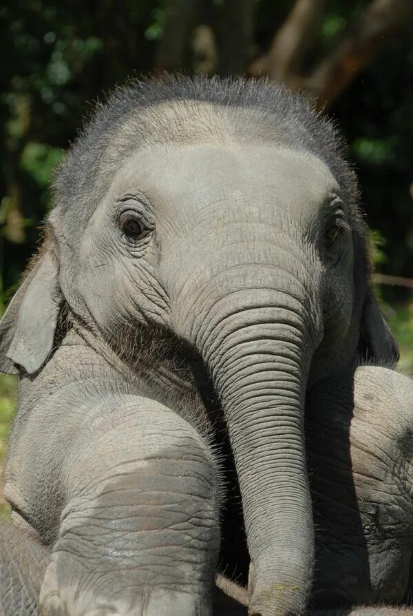 Слоненок. Маленький Слоненок. Смешной слон. Милые слоны. Happy elephant