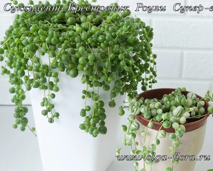 крестовник роули вариегатный