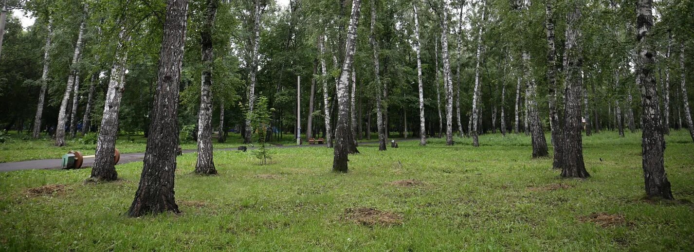 Березка подольск. Лесопарк Березки Подольск. Березовая роща Новосибирск. Парк Березовая роща Ачинск. Берёзовая роща парк Новосибирск.