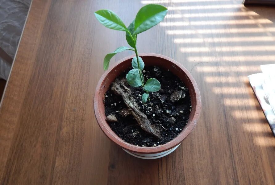 Росток лимона из косточки. Росток лимона из косточки. Лимон из косточки. Вырастить лимон. Лимон из семечки.