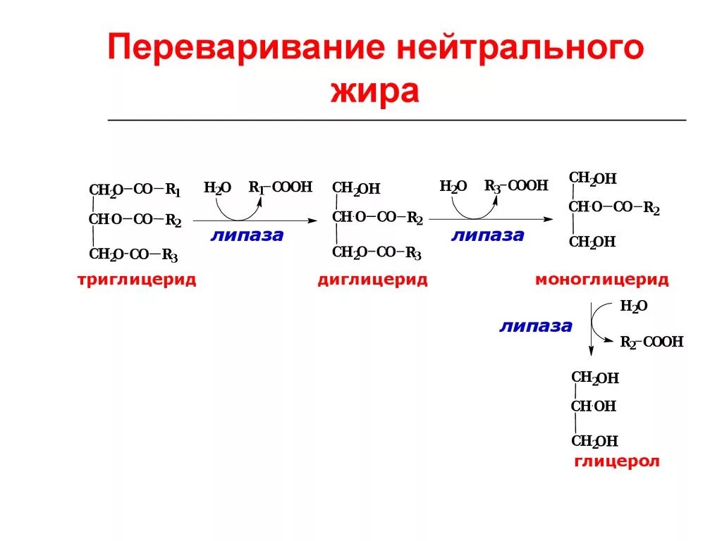 Ферменты расщепления нейтрального жира. Переваривание липидов биохимия реакции. реакции переваривания жиров биохимия. переваривание нейтрального жира. схема переваривания жиров.