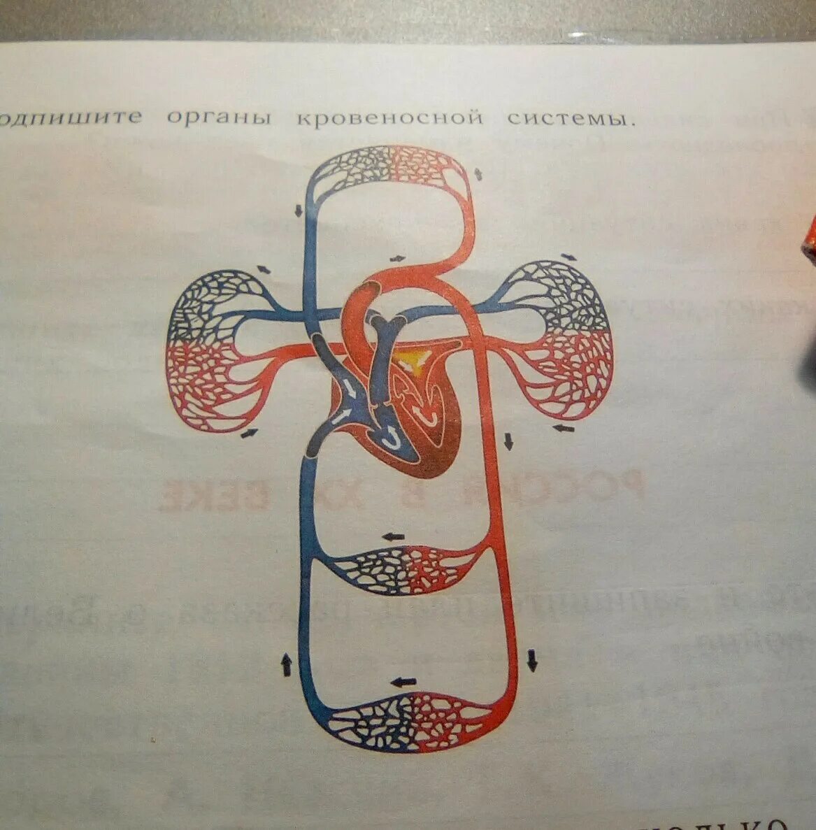 Укажите название органа кровеносной системы человека. Кровеносная система. Органы кровеносной системы человека. Кровеносная система человека схема. Органы кровеносной системы 4 класс.