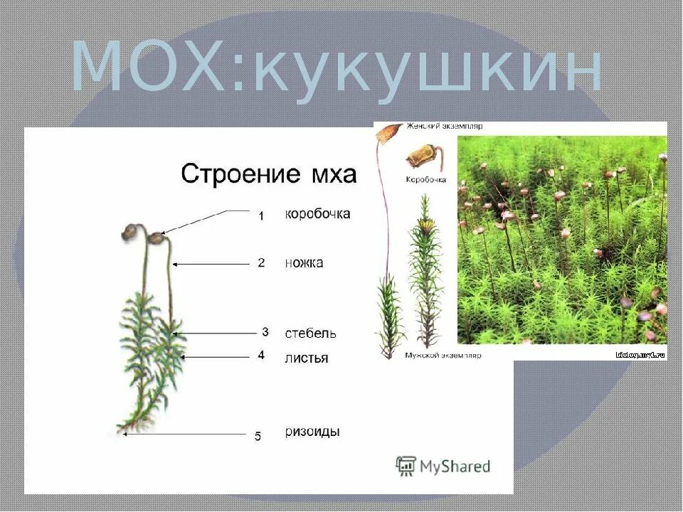 Органы строение мха. Строение мха Кукушкин лен. Листостебельные мхи Кукушкин лен. Мхи сфагнум и Кукушкин лен строение. Строение мха Кукушкин лен рисунок.