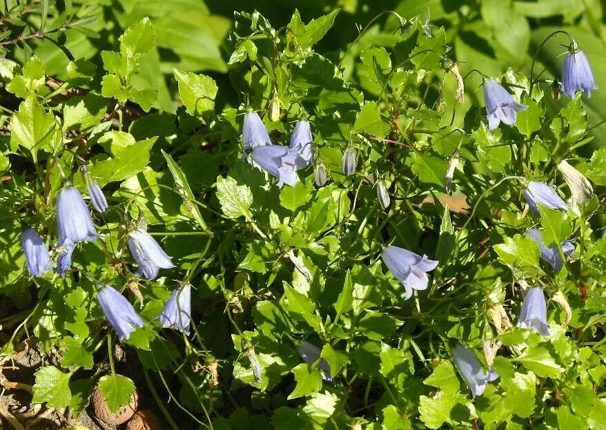 1615 колокол 200. серебряный колокольчик. колокольчик кампанула медиум. мина колокольчик фото. колокольчик персиколистный листья.