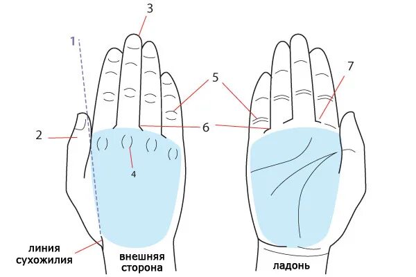 Стороны ладони. Наружная сторона ладони. Линии с наружной стороны ладони. Ладонь тыльная и внешняя сторона. Противоположная сторона ладони.