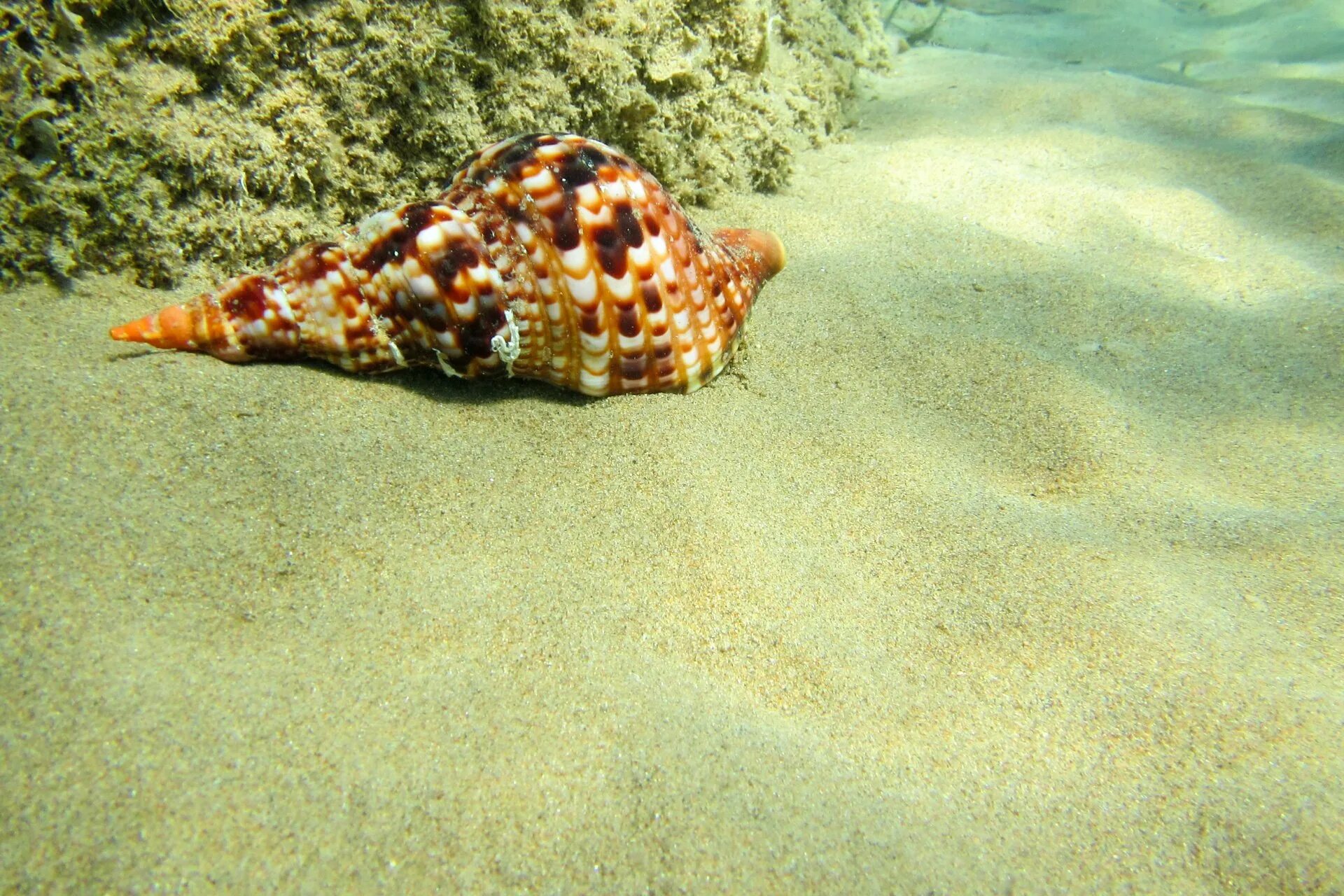 Морское дно. Ракушки на дне моря. Морские раковины на дне моря. Морское дно с ракушками. Ракушка на дне