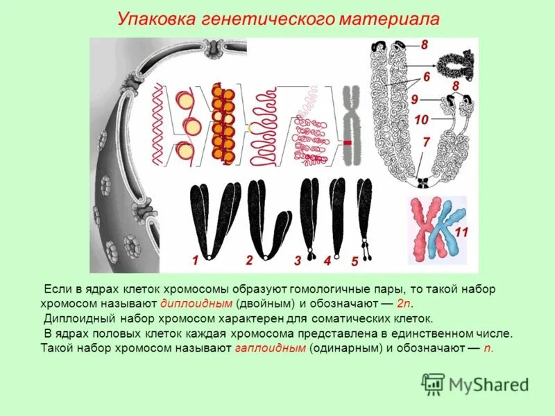 характеристика диплоидного набора хромосом. скольхромосом у человека. хромосомы у животных таблица. диплоидный набор крысы составляет 42. диплоидный набор хромосом человека.