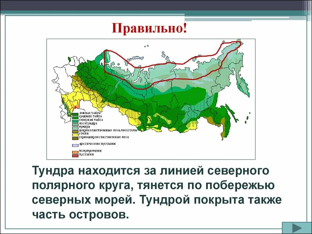 Лесная зона занимает большую часть климатического. Где располагается тундра в России на карте. Где расположена тундра на карте России. Географическое расположение тундры на карте. Климатическая карта России тундра.