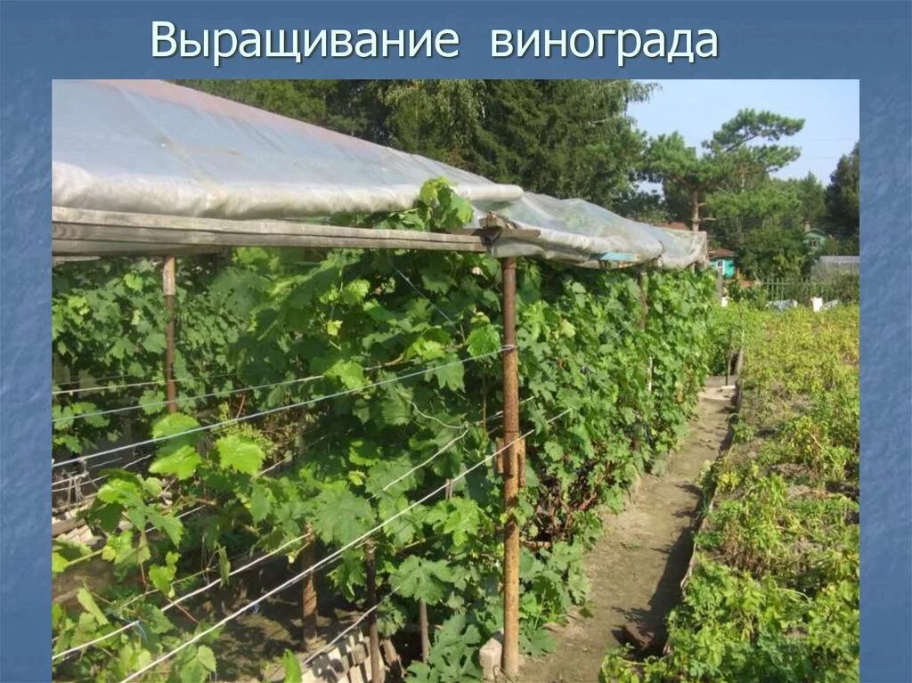 Выращивание винограда средняя полоса. Виноград в открытом грунте. Посадка винограда в Сибири. Выращивание винограда. Высадка винограда в открытый грунт.