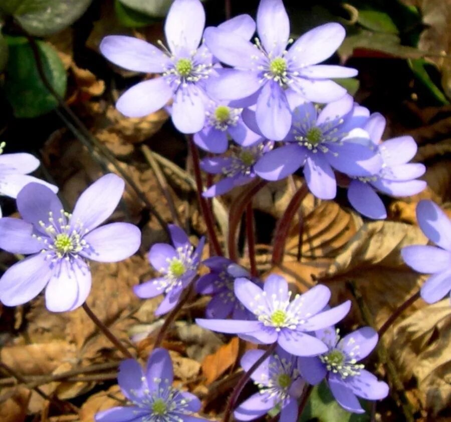 Печеночница Нобилис. Печеночница благородная (hepatica Nobilis) - низкорослая. Сорта печеночницы благородной (hepatica Nobilis). Печеночница благородная розовая.