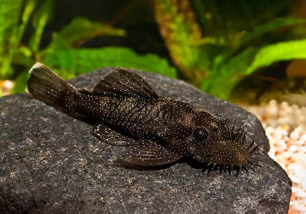 Аквариумные рыбки сомики анциструс. Сом анциструс фото. Пятнистый сомик анциструс. Анциструс альбинос золотой. Сом анциструс обыкновенный.