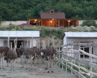 Фермы в крыму