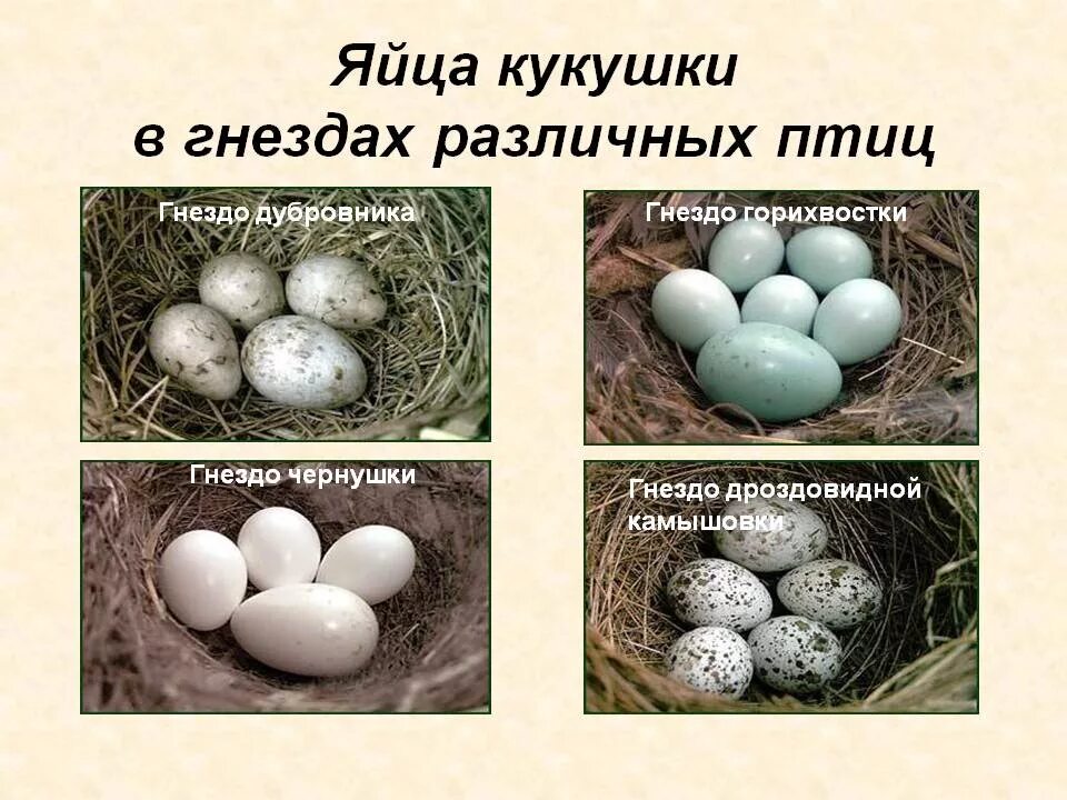 Яйца птиц с названиями. Цвет яйца кукушки. Яйцо кукушки размер. Размеры яиц птиц.