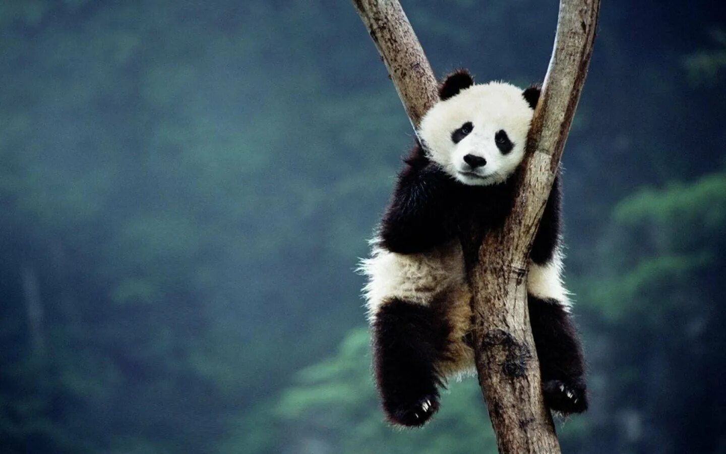 Телефоны pandas