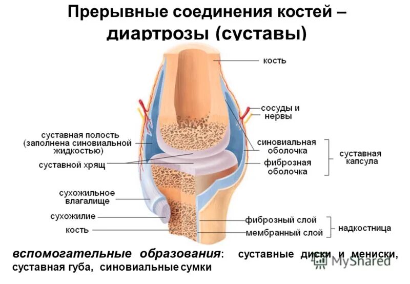 Прерывное соединение кости. Строение сустава человека хрящ связки кости. Соединение костей строение сустава классификация суставов. Подвижное соединение костей строение сустава. Прерывные суставы строение.