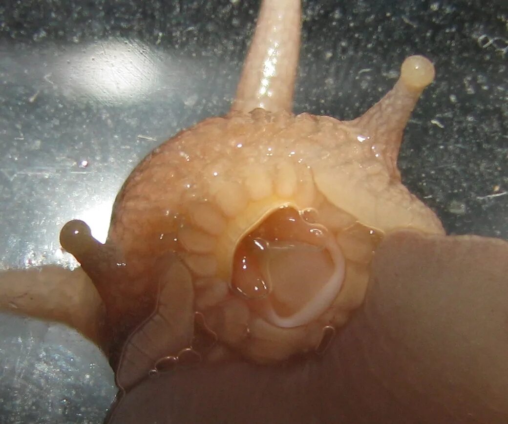 язык улитки