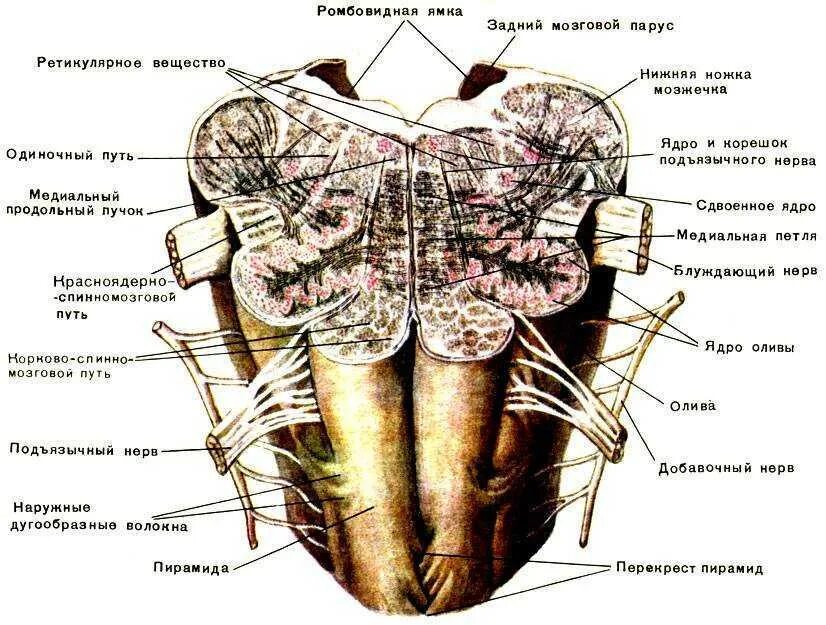 Продолговатый мозг анатомия строение. Ядро нижней оливы продолговатого мозга. Продолговатый мозг: строение (наружное и внутренне), функции.. Внешнее строение продолговатого мозга анатомия. Ствол латынь