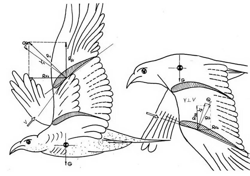 Аэродинамика птиц. Схема птицы. Аэродинамика полета птицы. Полет птицы схема. Методы полет птицы