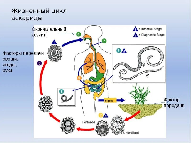 Аскарида человеческая основной и промежуточный хозяин. Цикл развития аскариды схема. Цикл жизни аскариды человеческой. Цикл развития аскариды человеческой. Цикл развития аскариды человеческой схема.