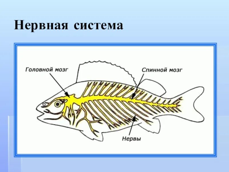 Рыба урок биология. Нервная система рыб схема 7 класс. Нервная система рыб схема. Строение нервной системы рыб. Нервная система система окуня.