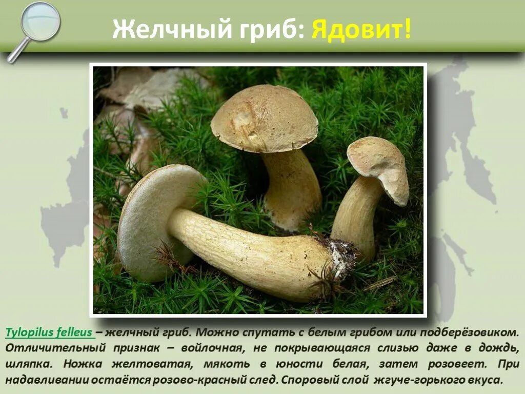 Белый гриб признаки. Ложный Боровик, желчный гриб. Грибница желчный гриб. Tylopilus felleus. Желчный гриб съедобный или несъедобный.