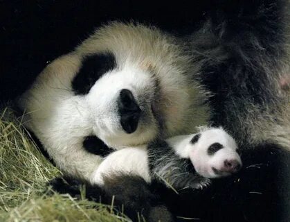 Panda am