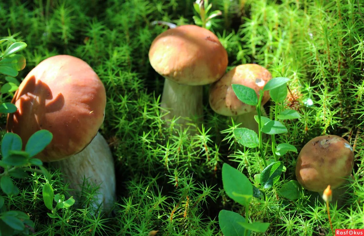 Мир природы грибы. Ложные грибы и ягоды. Молодые боровики фото. Грибы любовь. Овощи и грибы Эстетика.