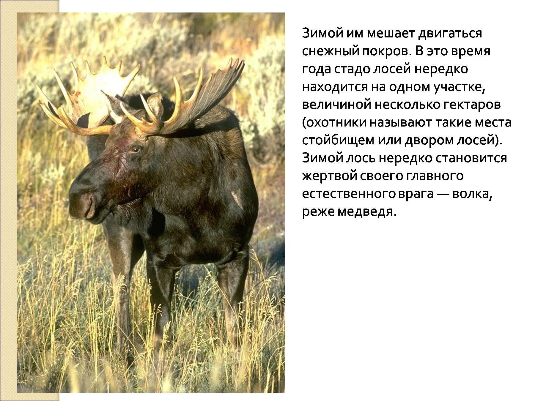 История про лося. Лось 3 года. стих про лося. картинка лось с описанием из красной книги для детей. сосны лось.