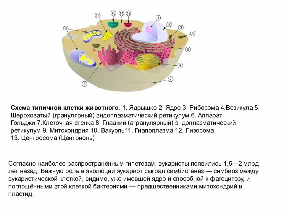Взаимосвязь ядра и рибосом. Лизосомыклетояная стенка. Ядрышко ядро рибосома везикула шероховатый.. Аппарат Гольджи в растительной клетке и животной. Рибосомы в аппарате Гольджи.