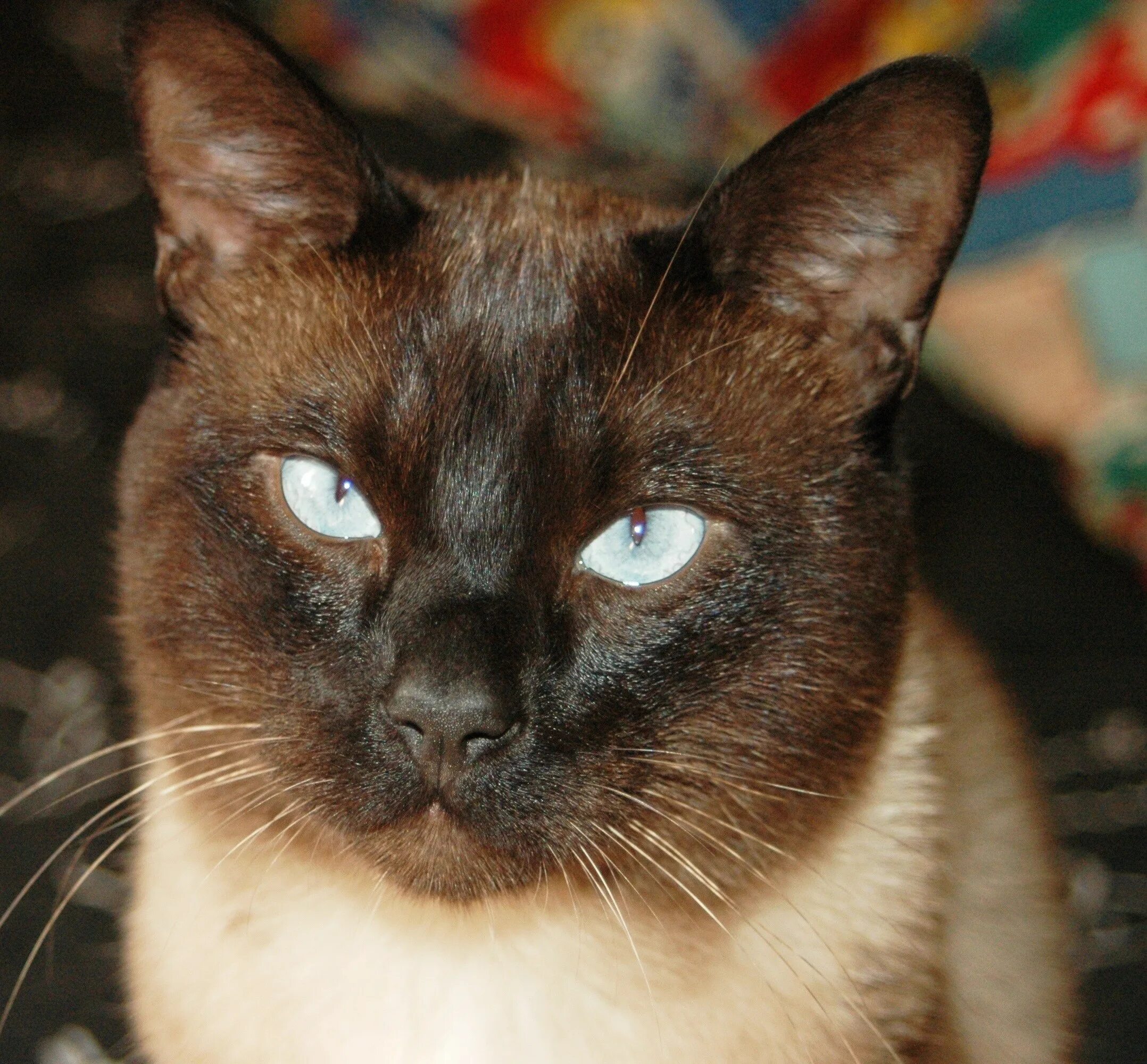 Порода с черно коричневым окрасом. Сиамский кот косоглазый. Сиамская порода кошек. Старотипная Сиамская. Сиамская черепаховая кошка.