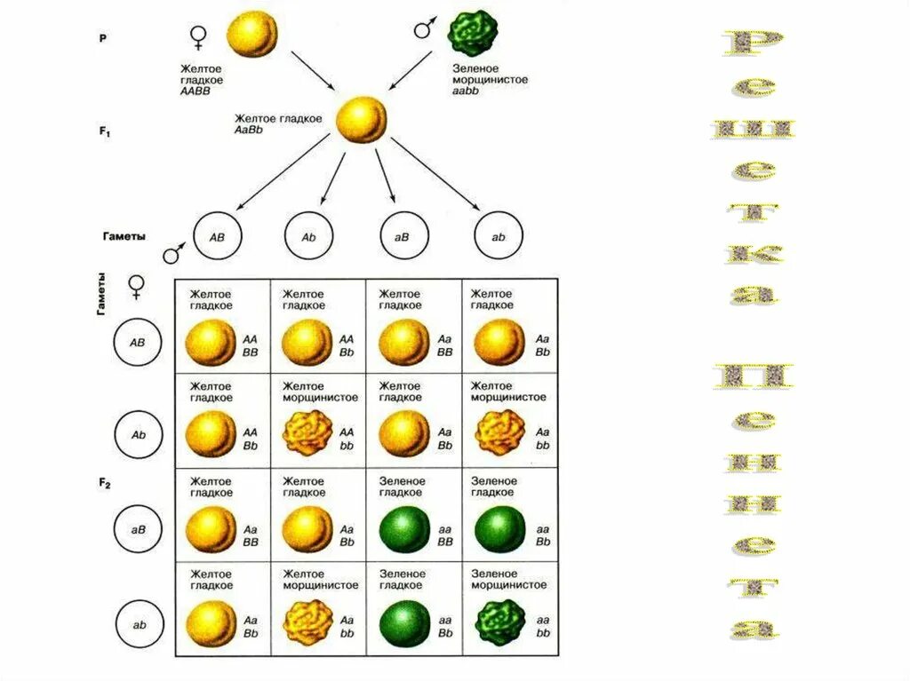 Закон Менделя решетка Пеннета. Мендель решетка Пеннета. Решетка Пеннета дигибридное скрещивание. Решётка Пеннета для дигибридного. Скрещивание тема по биологии
