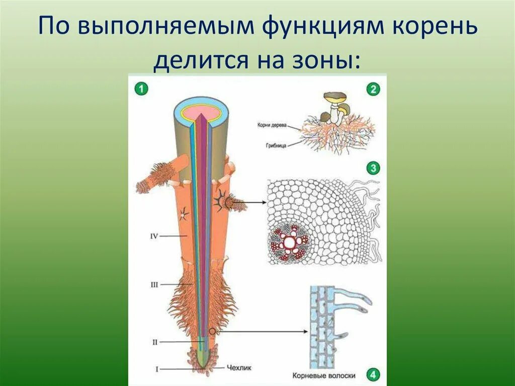 Зона деления корня ответ. Функции зон корня биология. Зоны корня 6 класс биология. Строение корня. Зоны участки корня.