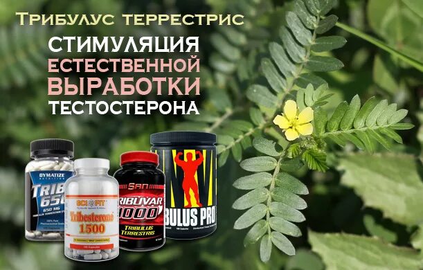 Растения для повышения тестостерона у мужчин. Зелень повышающая тестостерон. Травы повышающие тестостерон. Травы повышающие потенцию. Уротрин состав.